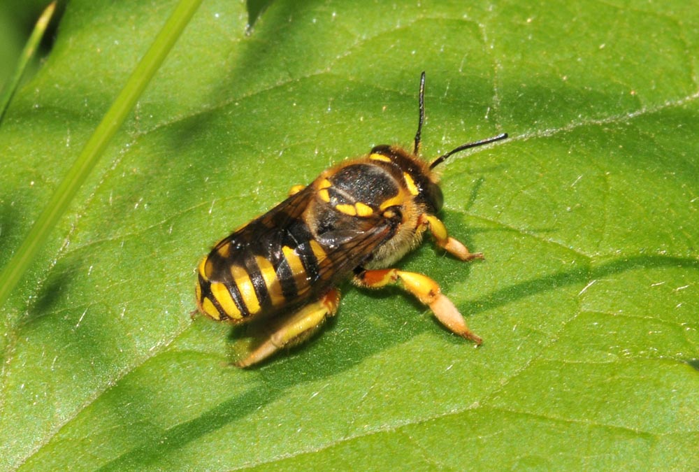Anthidium
